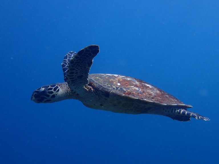 Turtle Monitoring Program