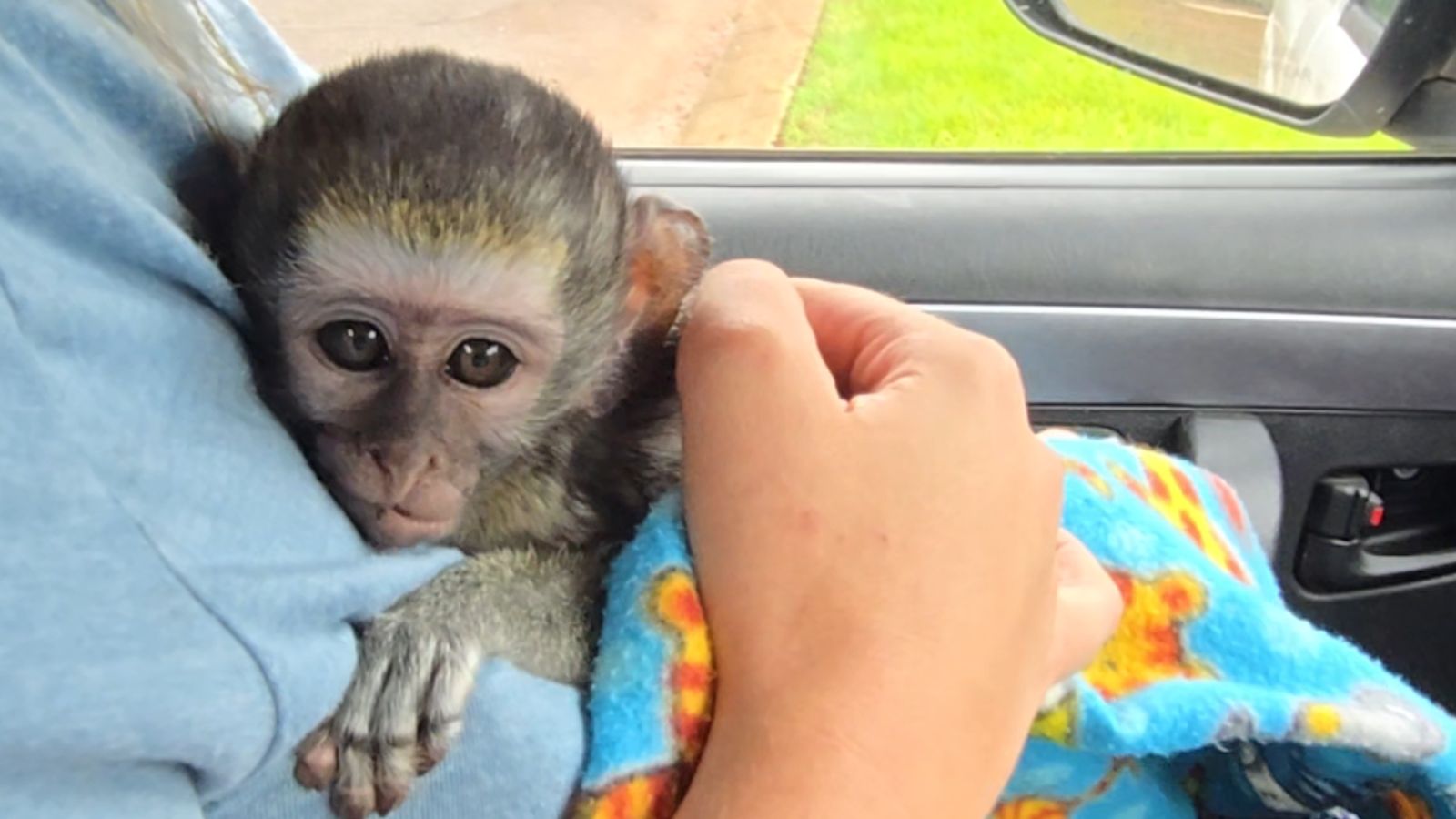 Vervet Monkey Foundation