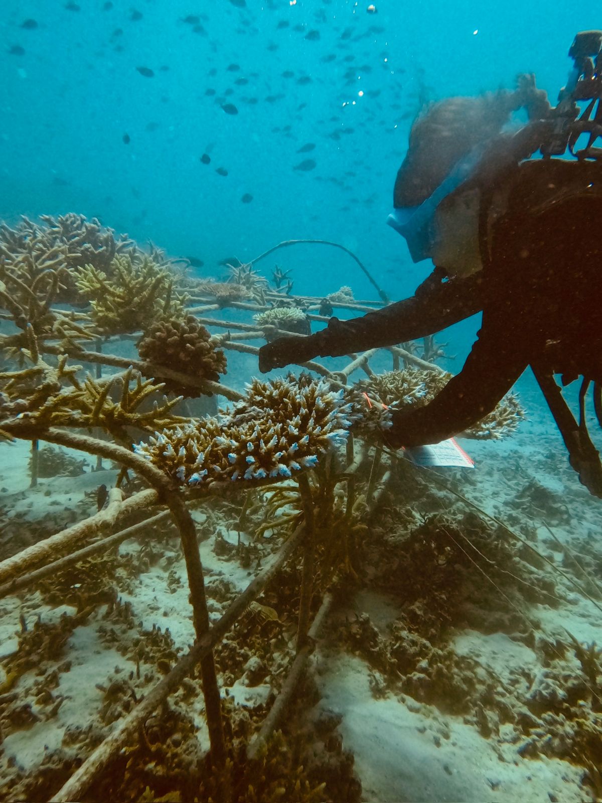 Coral conservation – Eco Warrior