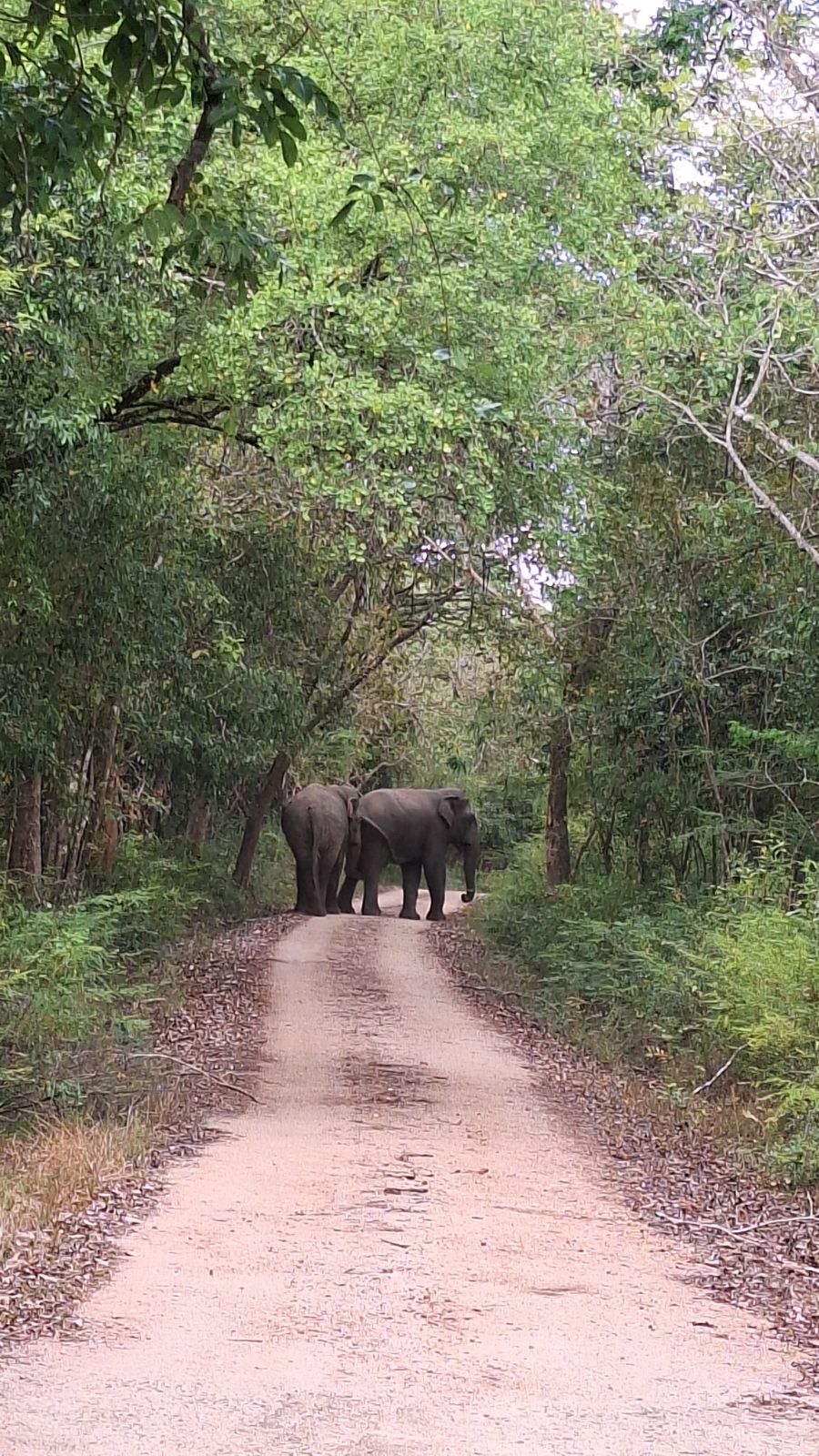 Sri Lanka Wildlife Conservation Society