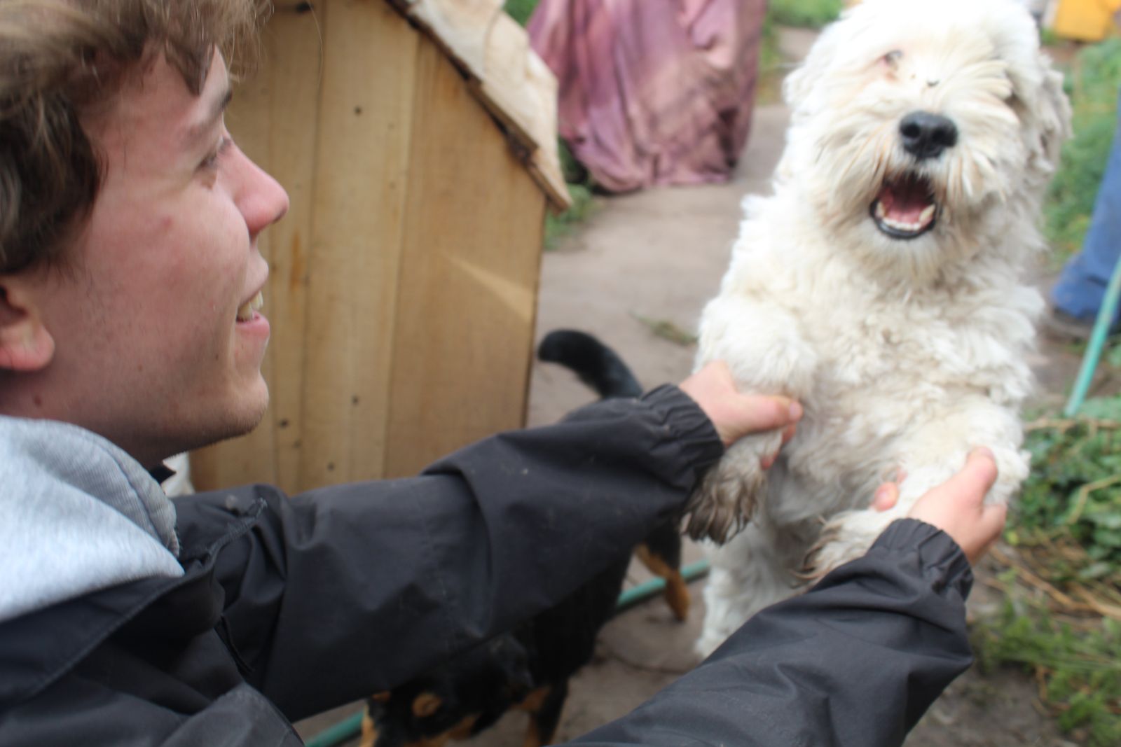 Dog Shelter