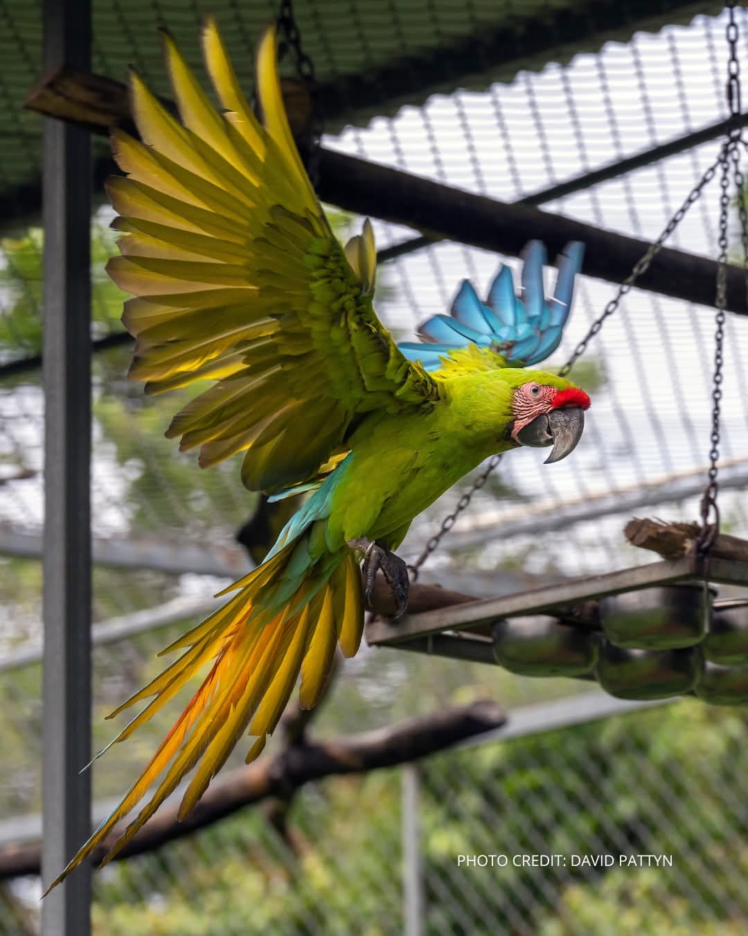 Macaw Conservation