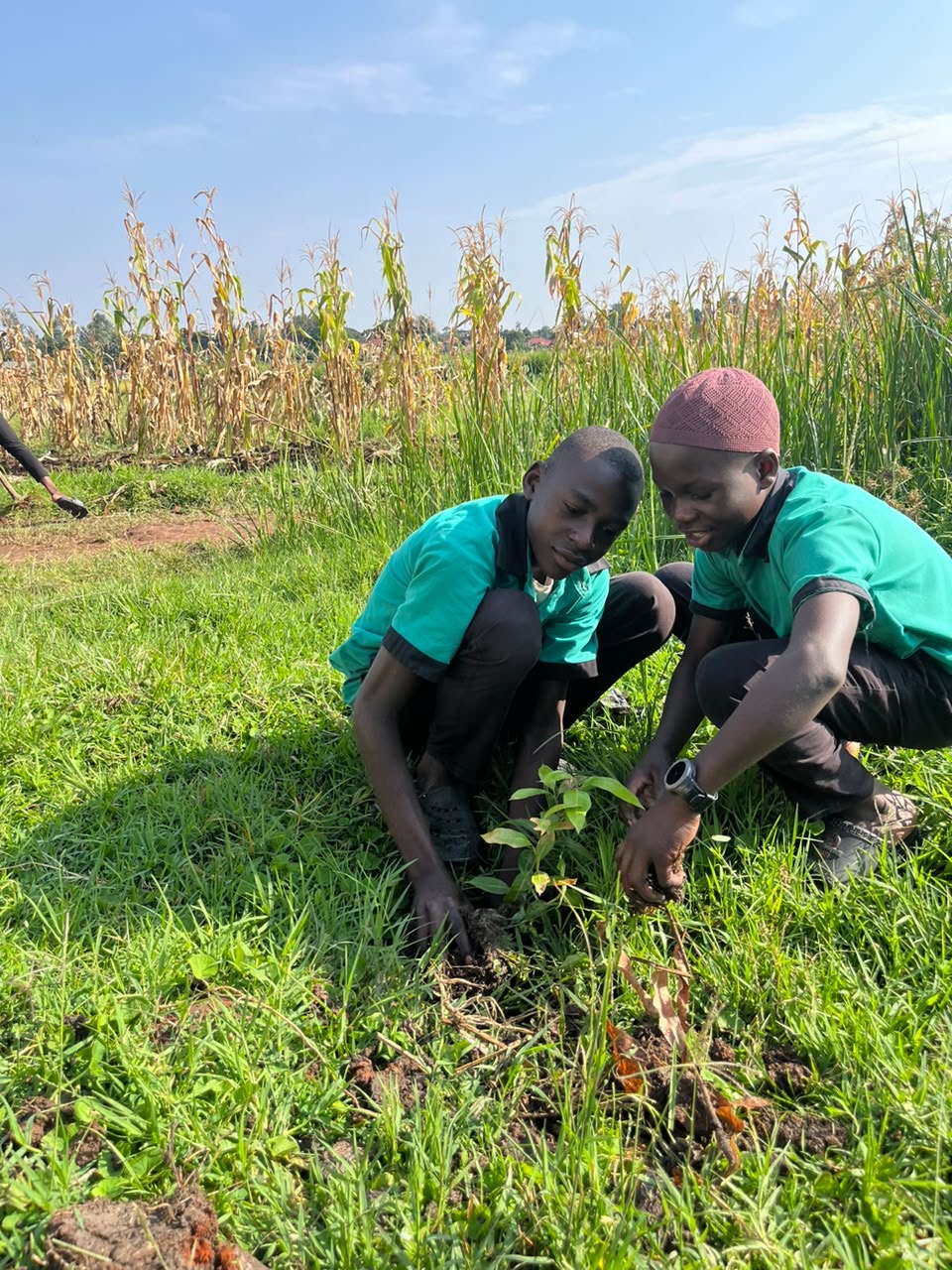 Climate Change by Planting Trees